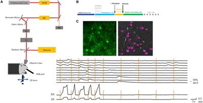 Prediction of Forelimb Reach Results From Motor Cortex Activities Based on Calcium Imaging and Deep Learning